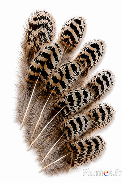 Pavone blu - 8-12 cm - bruno naturale